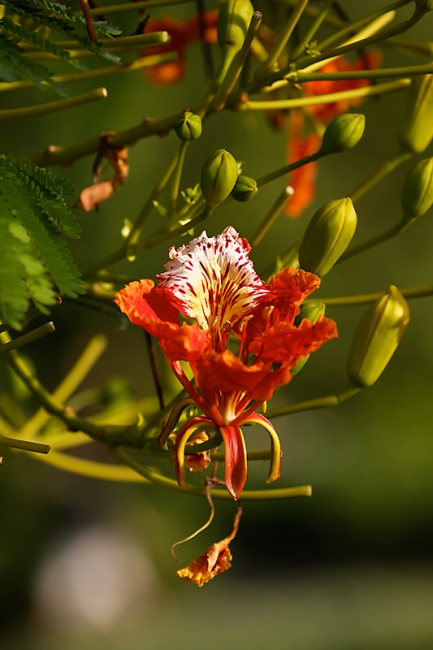 Suan Luang-JUN14-102